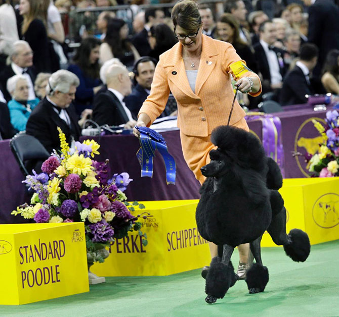 Как проходит выставка собак Westminster Kennel Club 2015 Как проходит выставка собак Westminster Kennel Club 2015