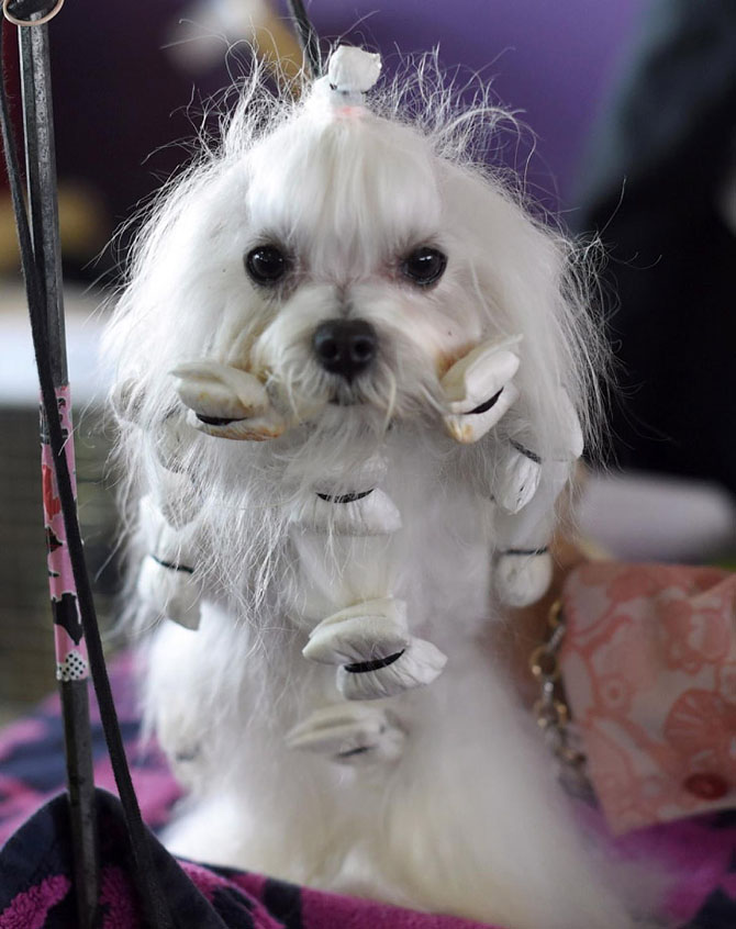 Как проходит выставка собак Westminster Kennel Club 2015 Как проходит выставка собак Westminster Kennel Club 2015