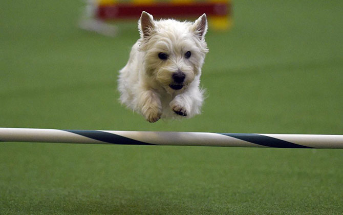 Как проходит выставка собак Westminster Kennel Club 2015 Как проходит выставка собак Westminster Kennel Club 2015