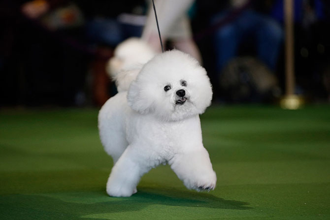 Как проходит выставка собак Westminster Kennel Club 2015 Как проходит выставка собак Westminster Kennel Club 2015