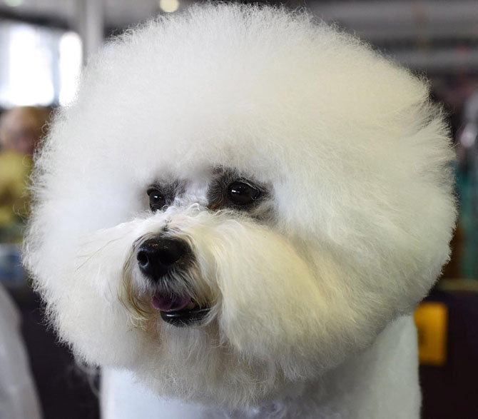 Как проходит выставка собак Westminster Kennel Club 2015 Как проходит выставка собак Westminster Kennel Club 2015
