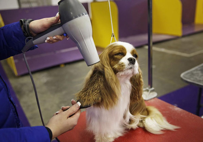 Как проходит выставка собак Westminster Kennel Club 2015 Как проходит выставка собак Westminster Kennel Club 2015