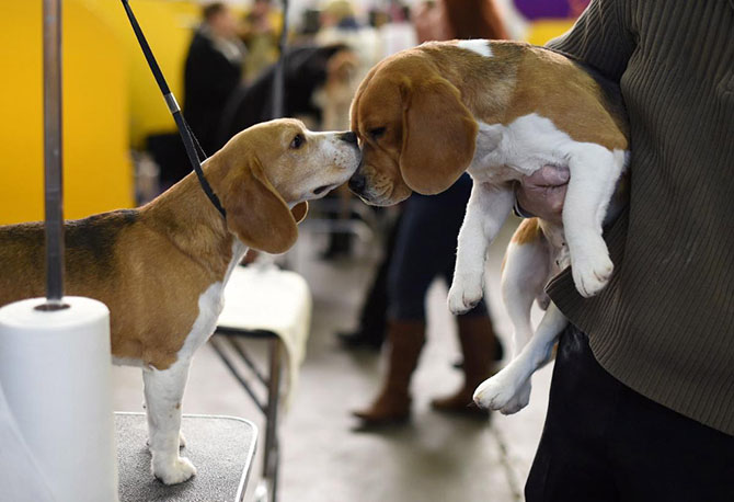 Как проходит выставка собак Westminster Kennel Club 2015 Как проходит выставка собак Westminster Kennel Club 2015