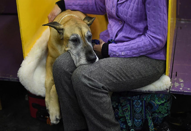 Как проходит выставка собак Westminster Kennel Club 2015 Как проходит выставка собак Westminster Kennel Club 2015