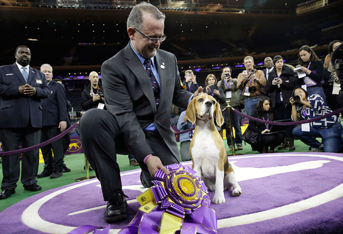 Как проходит выставка собак Westminster Kennel Club 2015 Как проходит выставка собак Westminster Kennel Club 2015