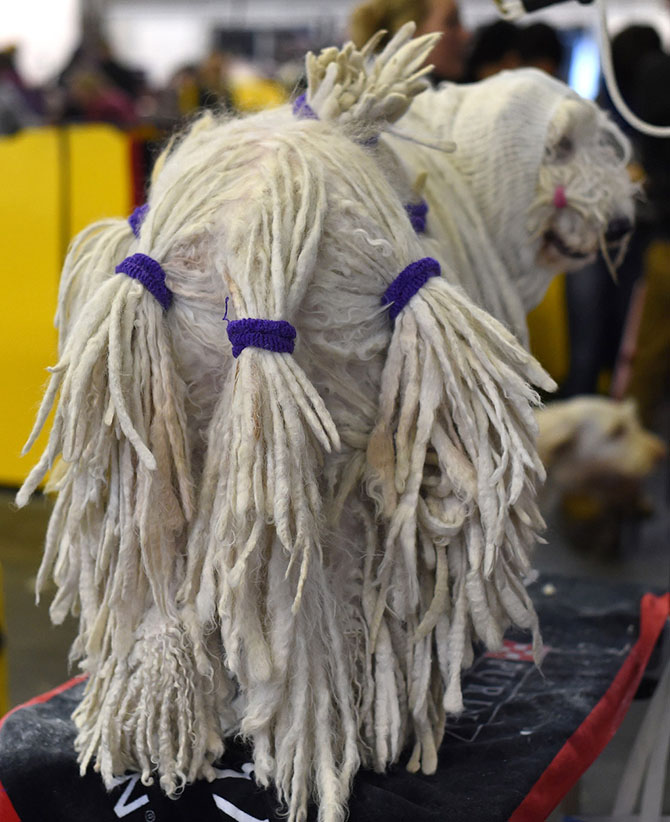 Как проходит выставка собак Westminster Kennel Club 2015 Как проходит выставка собак Westminster Kennel Club 2015