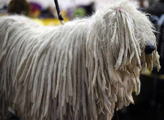 Как проходит выставка собак Westminster Kennel Club 2015 Как проходит выставка собак Westminster Kennel Club 2015