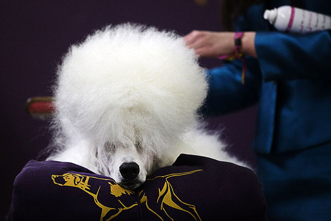 Как проходит выставка собак Westminster Kennel Club 2015 Как проходит выставка собак Westminster Kennel Club 2015