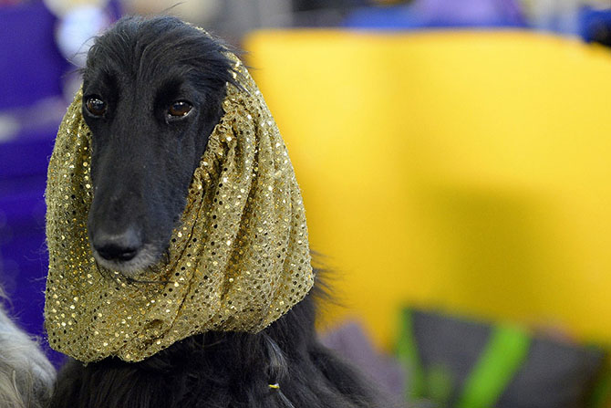 Как проходит выставка собак Westminster Kennel Club 2015 Как проходит выставка собак Westminster Kennel Club 2015