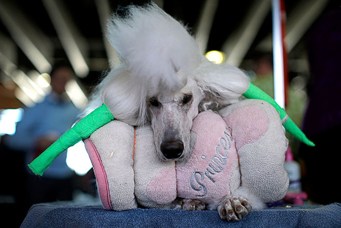 Как проходит выставка собак Westminster Kennel Club 2015 Как проходит выставка собак Westminster Kennel Club 2015