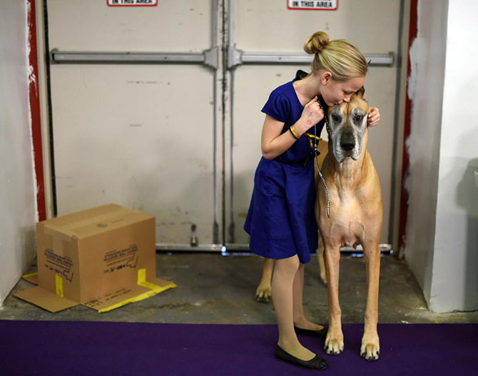 Как проходит выставка собак Westminster Kennel Club 2015 Как проходит выставка собак Westminster Kennel Club 2015
