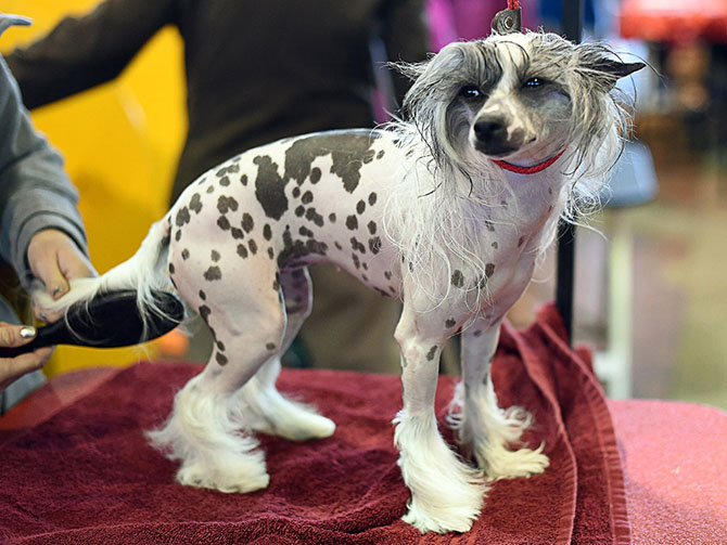 Как проходит выставка собак Westminster Kennel Club 2015 Как проходит выставка собак Westminster Kennel Club 2015