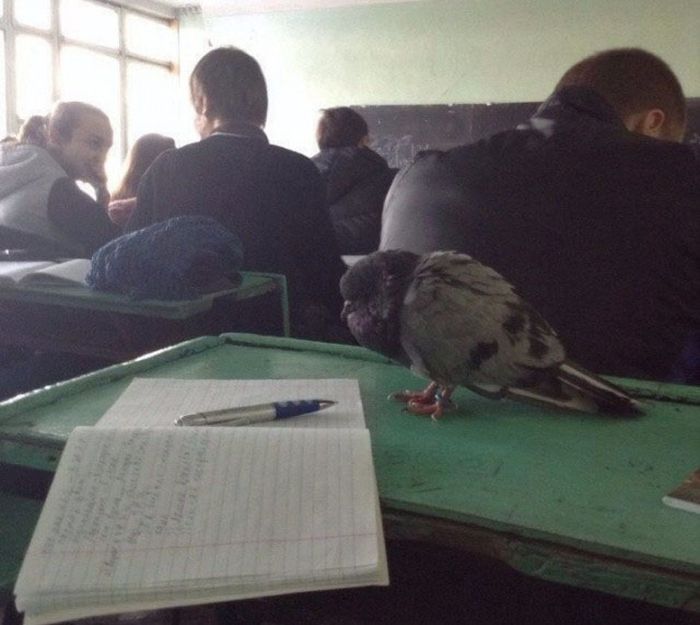Средне специальные учебные заведения: взгляд изнутри