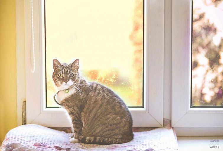 Я всё ещё кот: фотографии котов-инвалидов, показывающие, что они всё также прекрасны