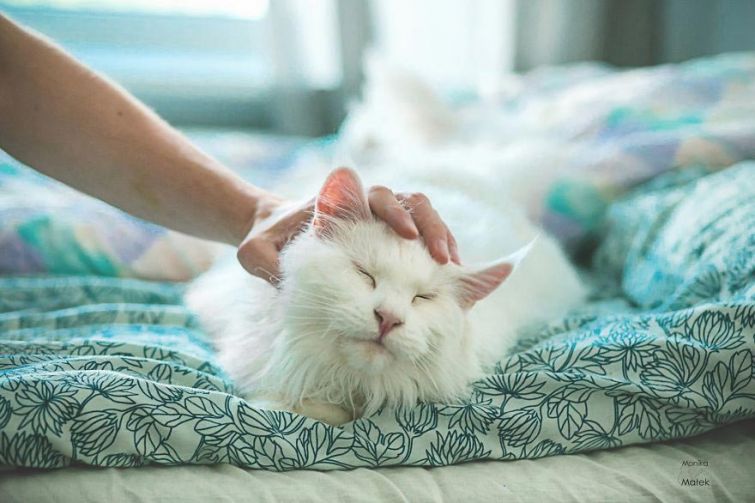 Я всё ещё кот: фотографии котов-инвалидов, показывающие, что они всё также прекрасны