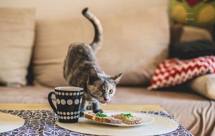 Я всё ещё кот: фотографии котов-инвалидов, показывающие, что они всё также прекрасны