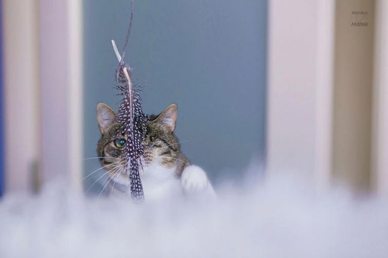 Я всё ещё кот: фотографии котов-инвалидов, показывающие, что они всё также прекрасны