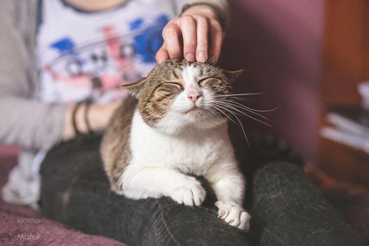 Я всё ещё кот: фотографии котов-инвалидов, показывающие, что они всё также прекрасны