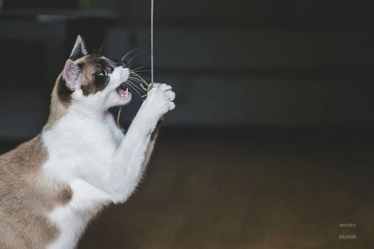 Я всё ещё кот: фотографии котов-инвалидов, показывающие, что они всё также прекрасны