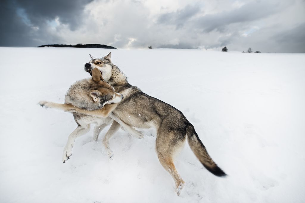 Подборка лучших фотографий, опубликованных журналом National Geographic в феврале 2017 года