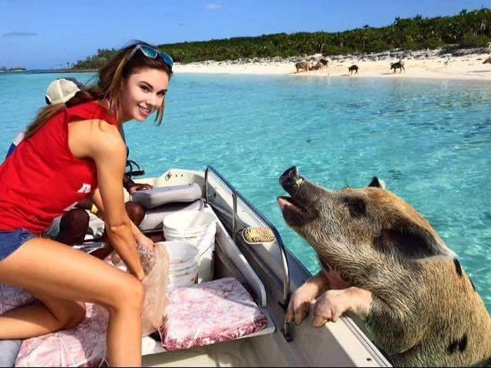 Прикольные картинки