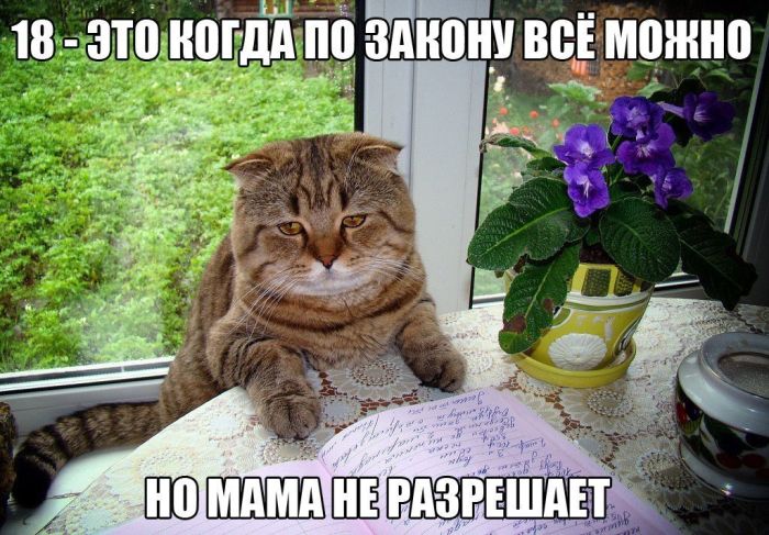 Прикольные картинки