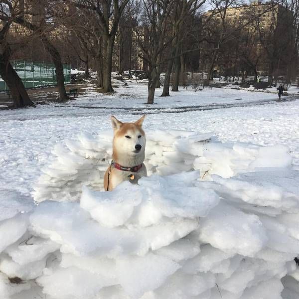 Прикольные картинки