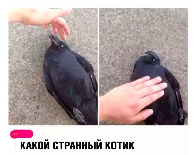 Прикольные картинки
