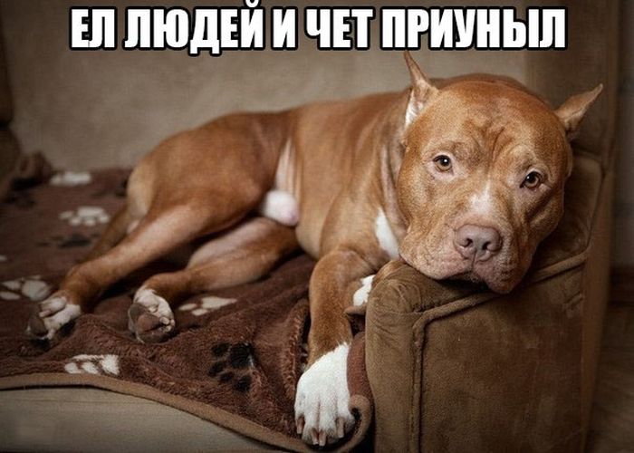 Порция картинок