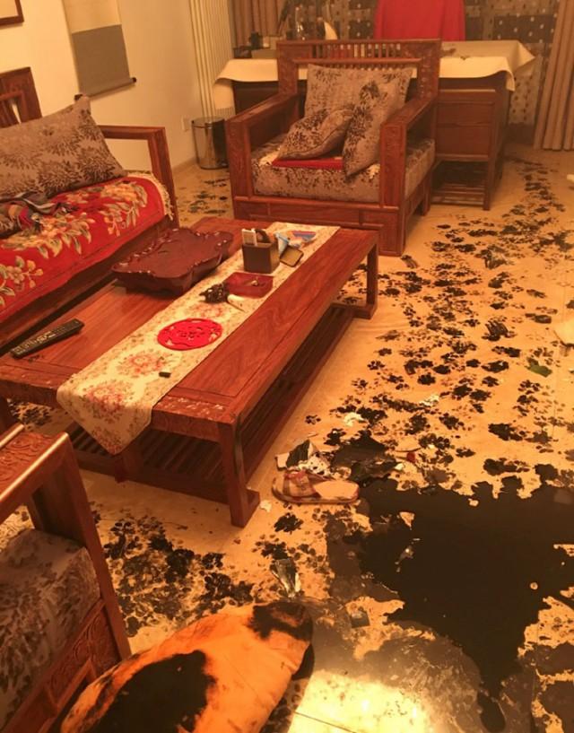 Хаски оставили одного на три часа