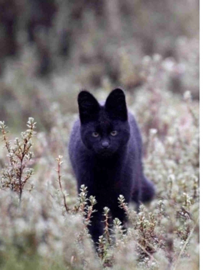 17 животных, которых раскрасила сама ночь