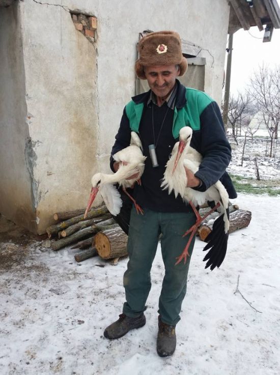 Спасение аистов