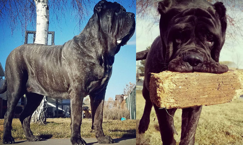 Это щенок и ему 9 месяцев Это щенок и ему 9 месяцев