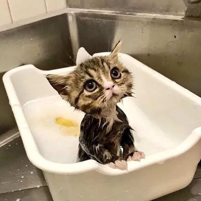 20 животных, очарованию которых невозможно сопротивляться дольше секунды