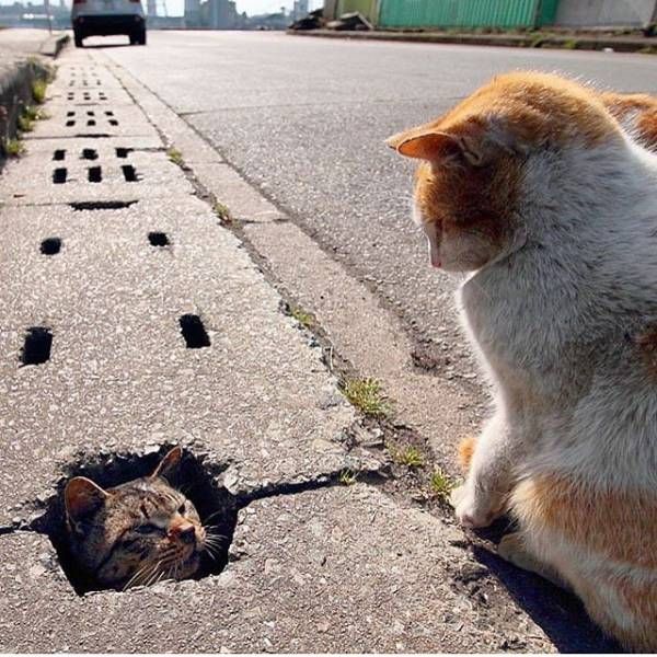 Прикольные картинки