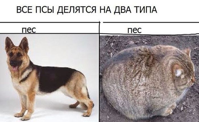 Прикольные картинки