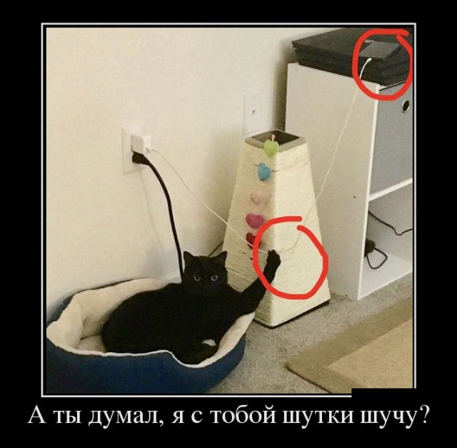 Демотиваторы