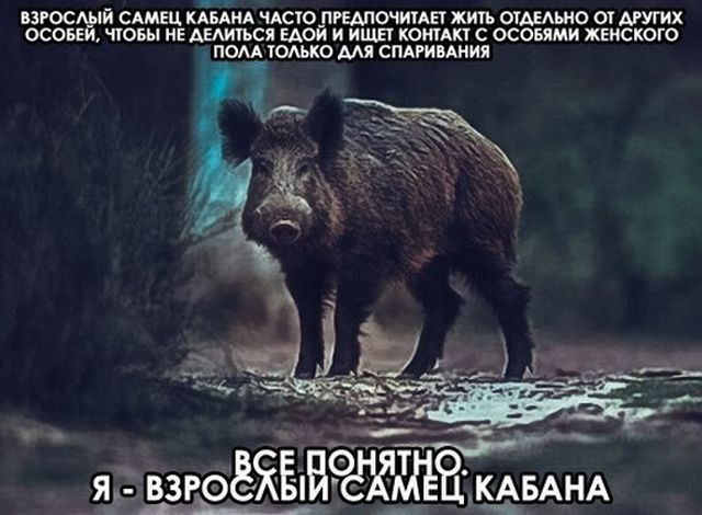 Прикольные картинки