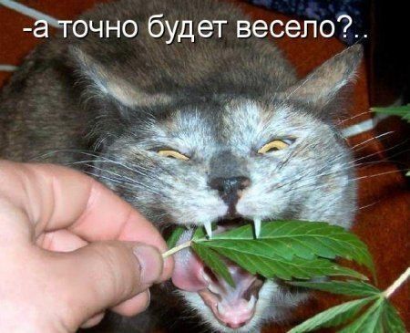Прикольные картинки (89 фото)