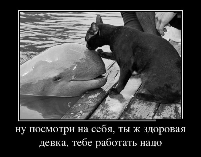 Демотиваторы
