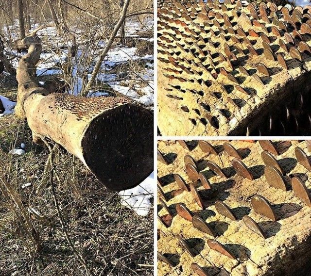 Удивительные находки Удивительные находки
