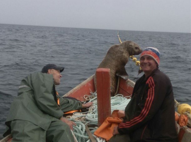 Покатушки с морским котиком