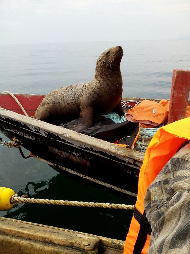 Покатушки с морским котиком