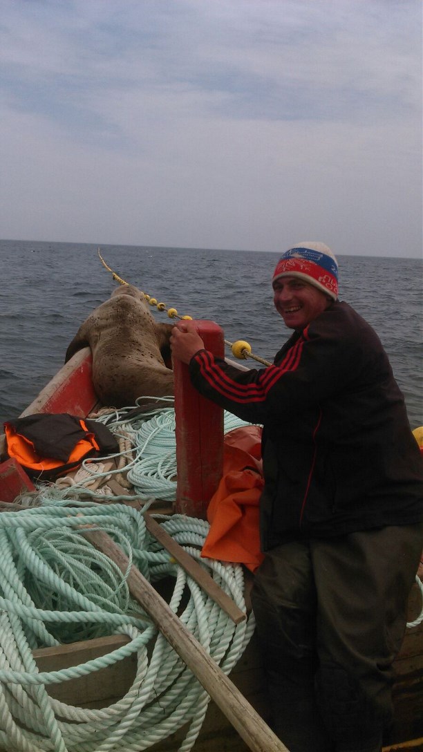 Покатушки с морским котиком