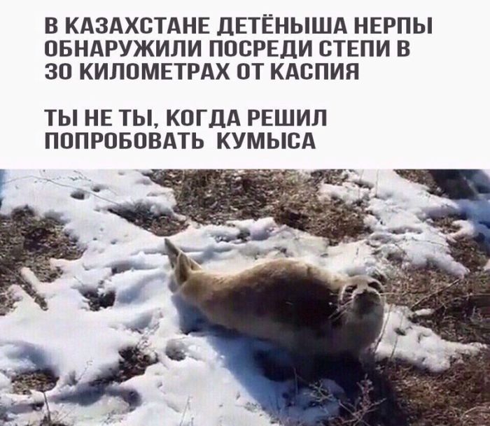Казахский юмор