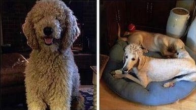 Абсолютно дурацких стрижек, после которых вы будете бояться ходить к парикмахерам