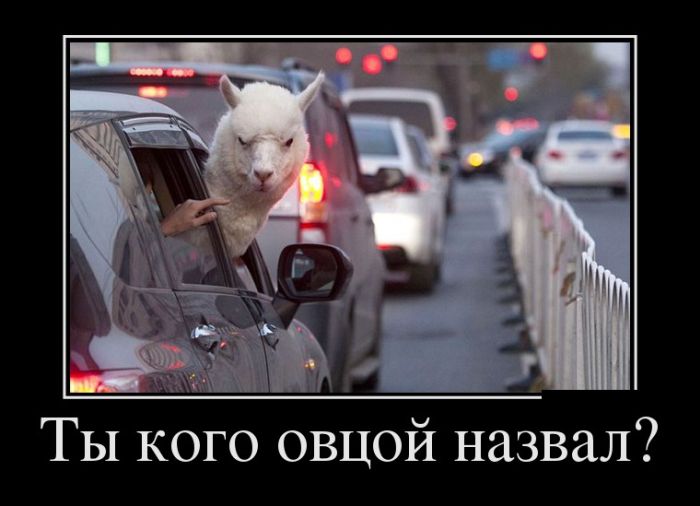 Демотиваторы