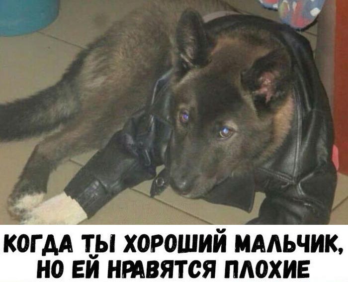 Прикольные картинки