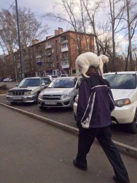 Прикольные картинки