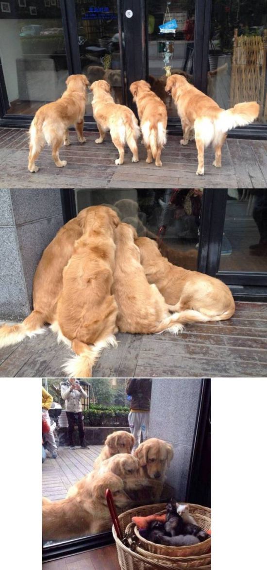 Прикольные картинки